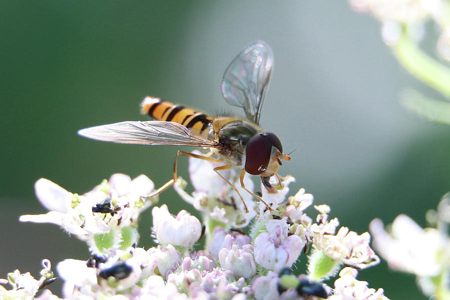 Nature Photograph - Male Marmalade Hoverfly, Episyrphus balteatus, pollinating Hogweed flowers  by Jackie Tweddle
