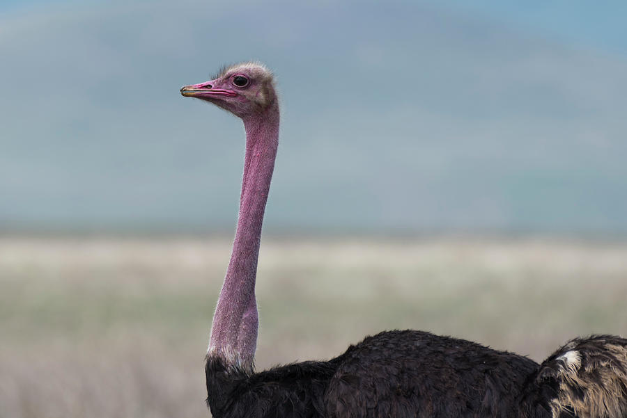 Male masai ostrich in Ngorongoro Crater Photograph by RicardMN Photography