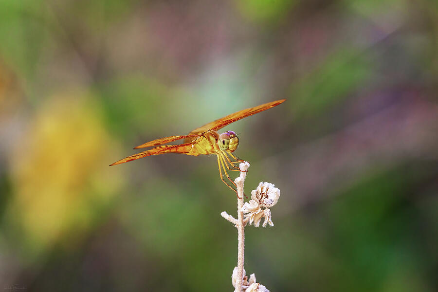Male Mexican Amberwing Dragonfly Photograph by Rick Furmanek