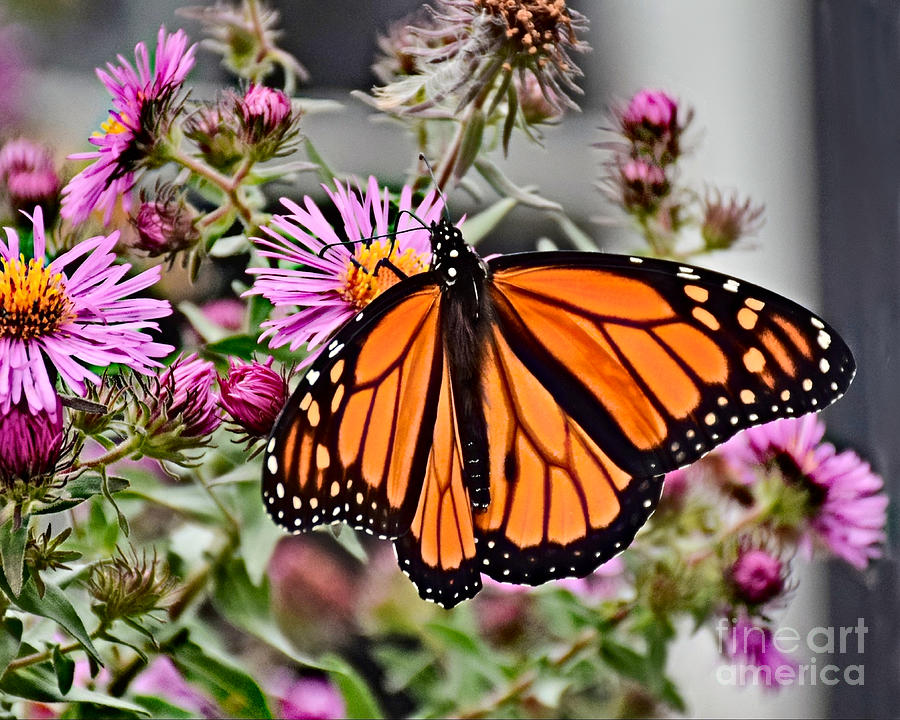 Male Monarch And Asters Photograph by Kathy M Krause