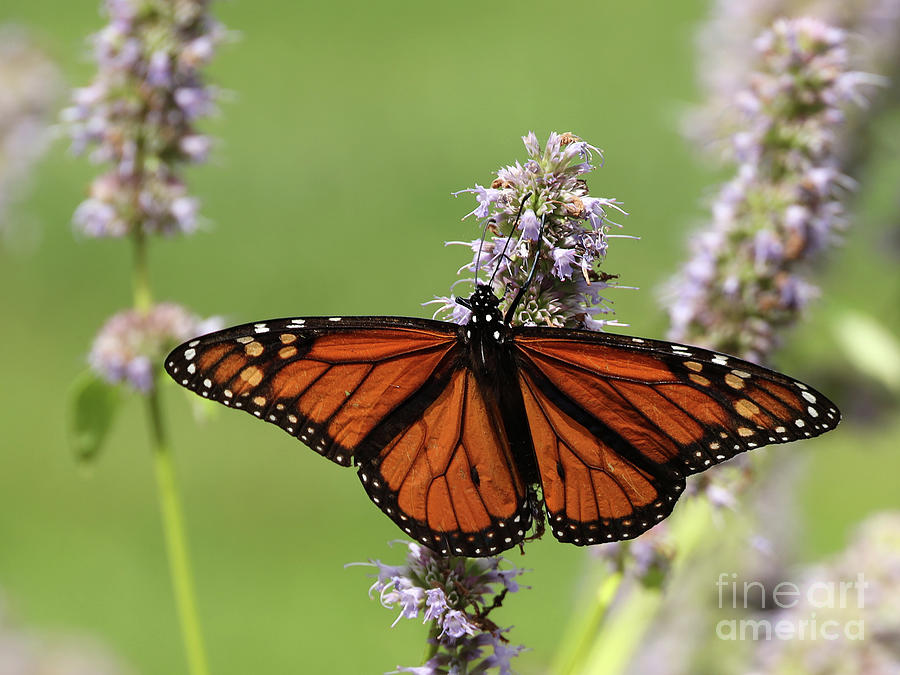 Male Monarch Butterfly Photograph by Allan Levin