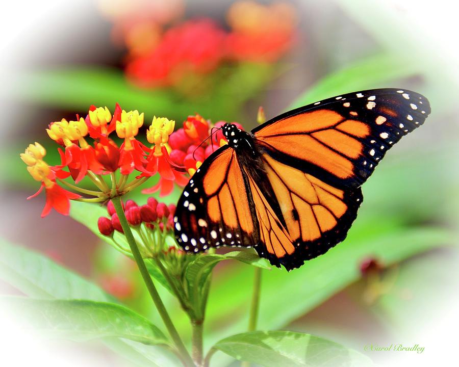 Butterfly Photograph - Male Monarch Butterfly by Carol Bradley
