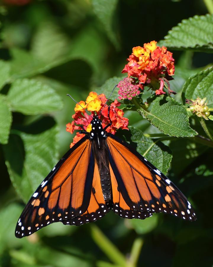 Male Monarch Photograph by Chip Gilbert - Fine Art America