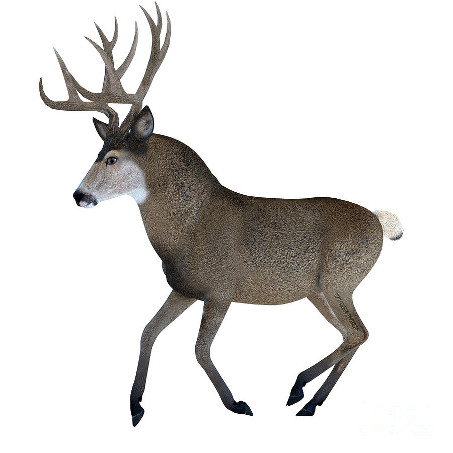 Male Mule Deer Digital Art by Corey Ford