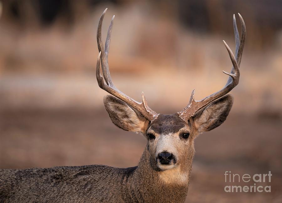 Male Mule Deer Photograph by Jaime Miller