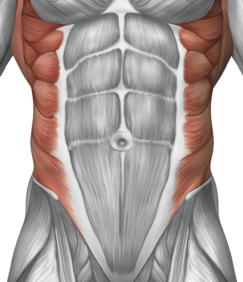 Male muscle anatomy of the abdominal wall. Drawing by Stocktrek Images