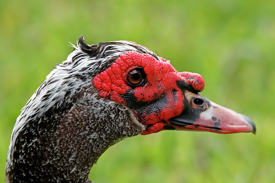 Male Muscovy Duck Profile Photograph by Daniel Caracappa - Fine Art America