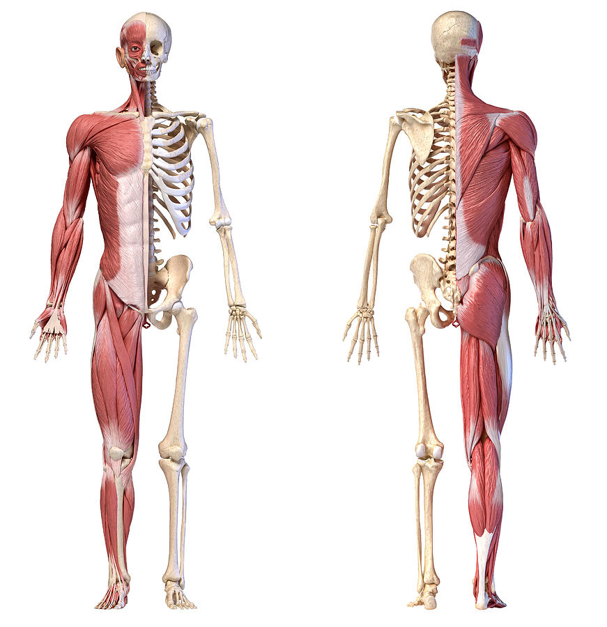 Male musculature and skeleton, illustration Drawing by Leonello Calvetti/science Photo Library