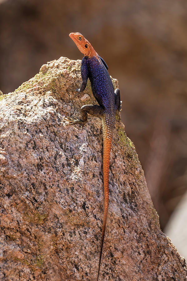 Male Namib Rock Agama Lizard Photograph by Belinda Greb