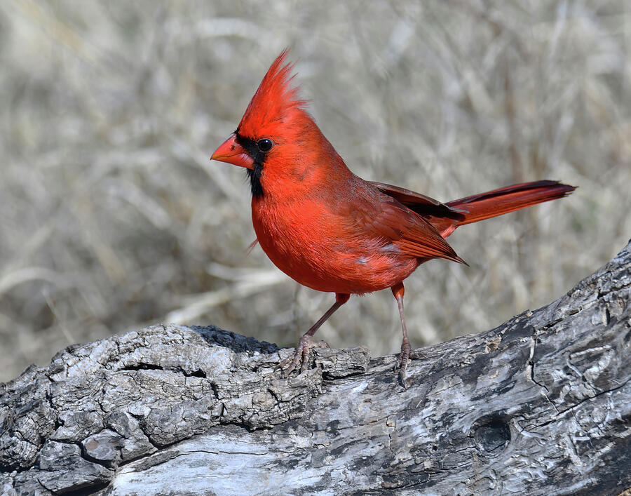 Male Northern Cardinal #8 Photograph by Stuart Harrison