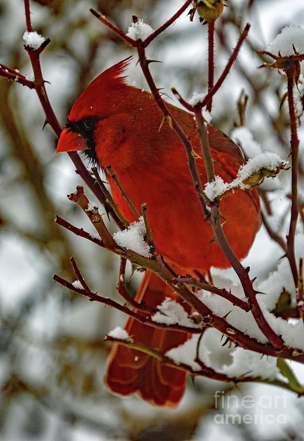 Male Northern Cardinal Among The Thorns Photograph