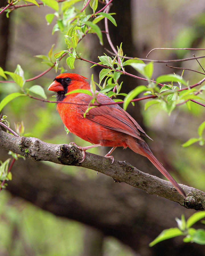 Male Northern Cardinal Photograph by Dale Kincaid