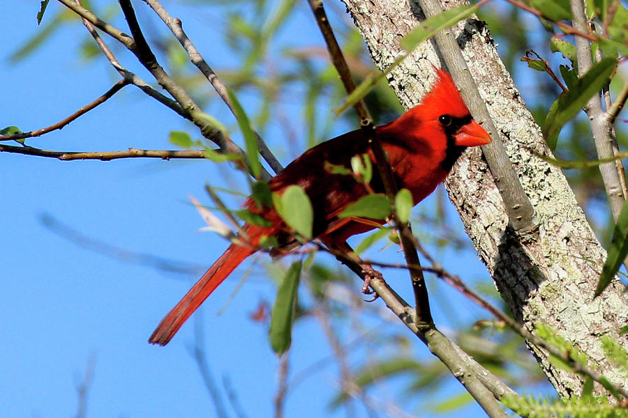 Male Northern Cardinal Photograph By Heather Earl - Fine Art America