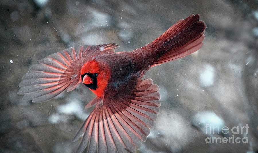 Male Northern Cardinal in a Snow Storm Photograph by Sandra Rust
