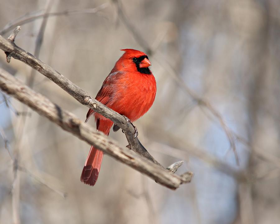 Male Northern Cardinal In Spring Photograph