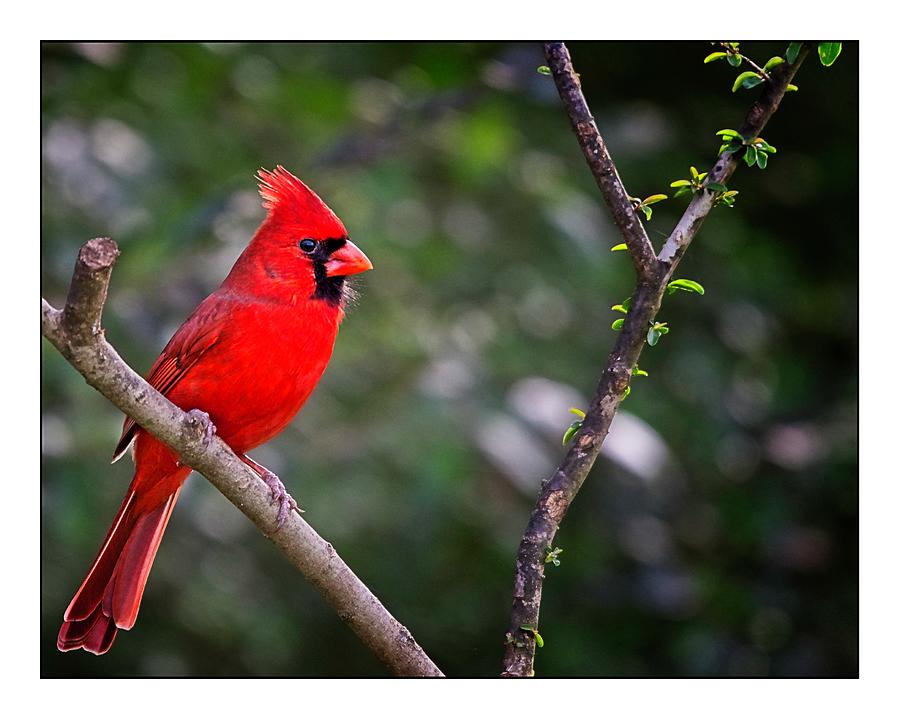 Male Northern Cardinal Photograph by John Benedict