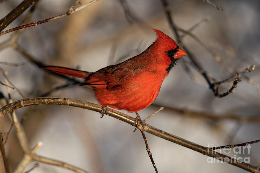 Male Northern Cardinal Photograph by JT Lewis