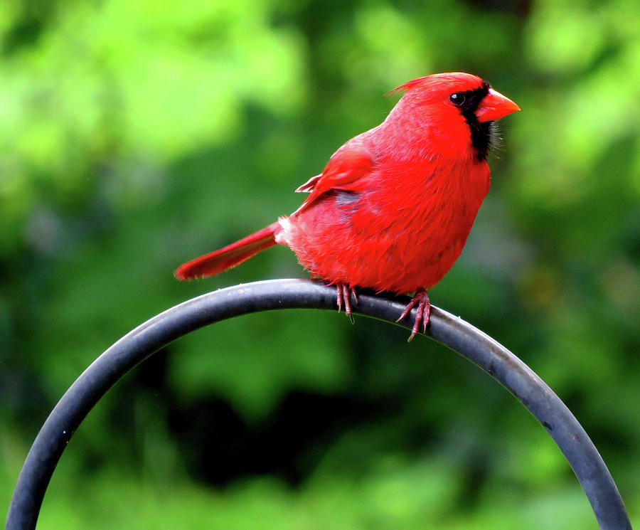 Male Northern Cardinal  Photograph by Linda Stern