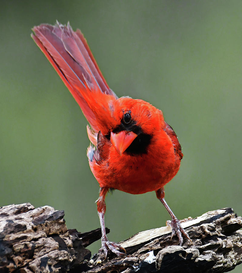 Male Northern Cardinal nbr 16 Photograph by Stuart Harrison