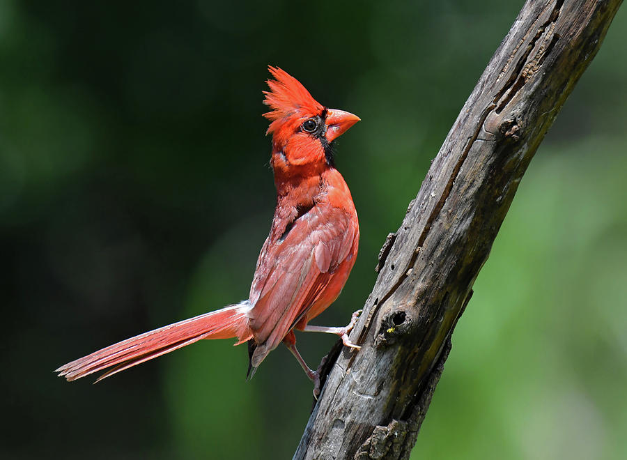 Male Northern Cardinal nbr3 Photograph by Stuart Harrison