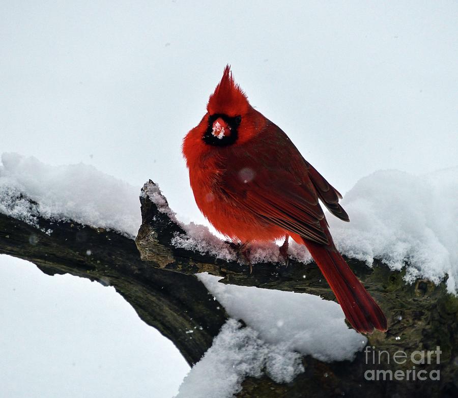 Male Northern Cardinal On A Piece Of Driftwood Photograph