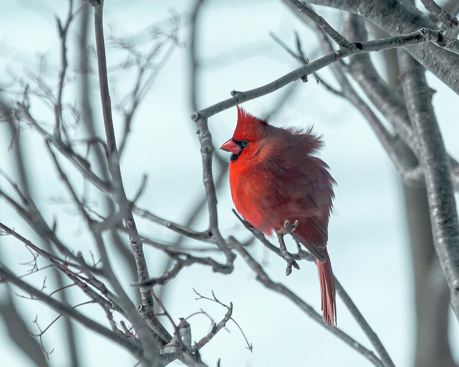 Male Northern Cardinal Photograph