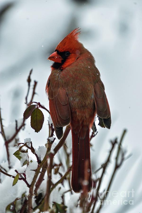 Male Northern Cardinals Striking Beauty Photograph
