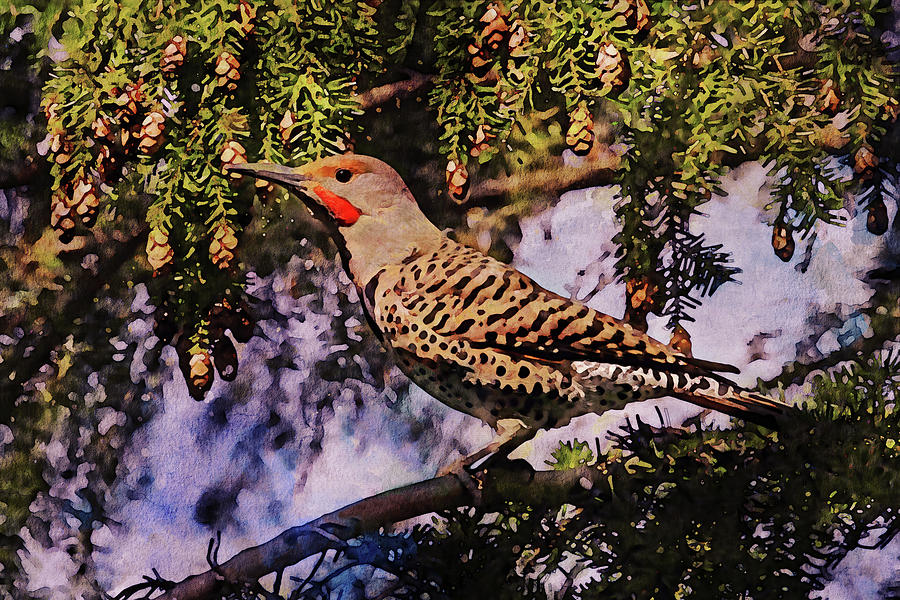 Male Northern Flicker on Hemlock Tree Photograph by Peggy Collins