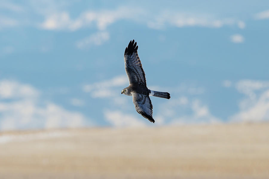 Male Northern Harrier Circles in Front of the Rocky Mountains Photograph by Tony Hake