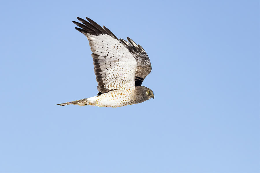 Male Northern Harrier Flies By With Wings High Photograph by Tony Hake