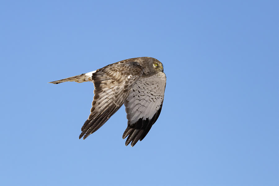 Male Northern Harrier Flyby on the Colorado Plains Photograph by Tony Hake