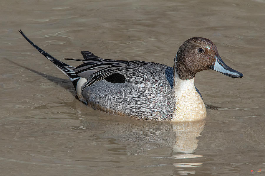 Male Northern Pintail DWF0219 Photograph by Gerry Gantt