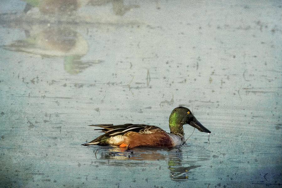 Male Northern Shoveler and Company  Photograph by Belinda Greb