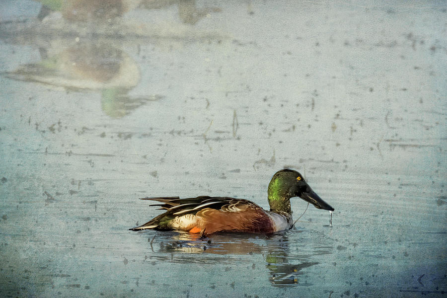 Male Northern Shoveler And Company Photograph