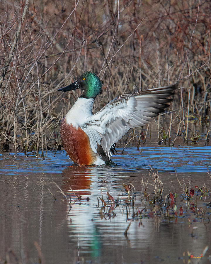 Male Northern Shoveler Drying off after Bathing DWF0235 Photograph by Gerry Gantt