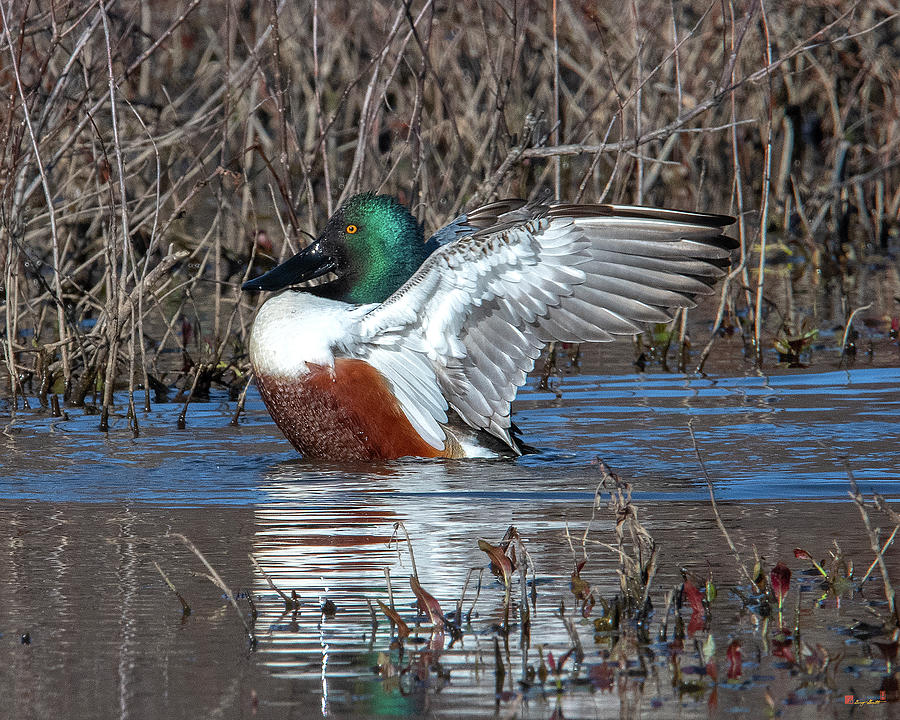 Male Northern Shoveler Drying off after Bathing DWF0236 Photograph by Gerry Gantt