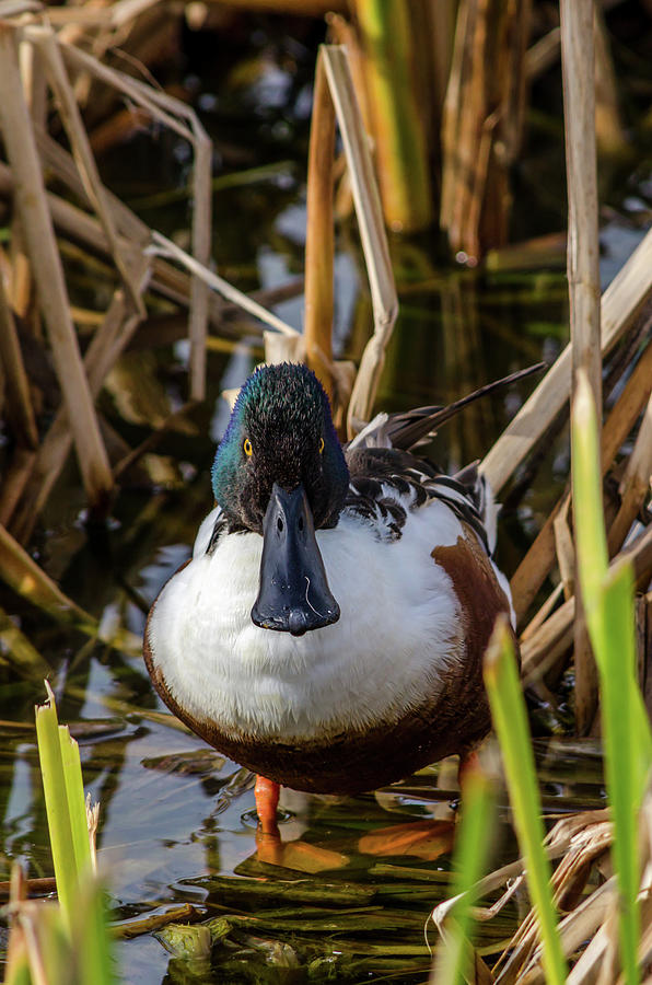 Male Northern Shoveler In The Reeds Photograph by Debra Martz
