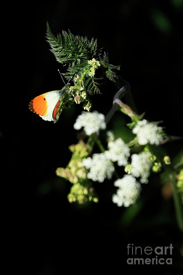 Male Orange Tip Butterfly Photograph by Terri Waters