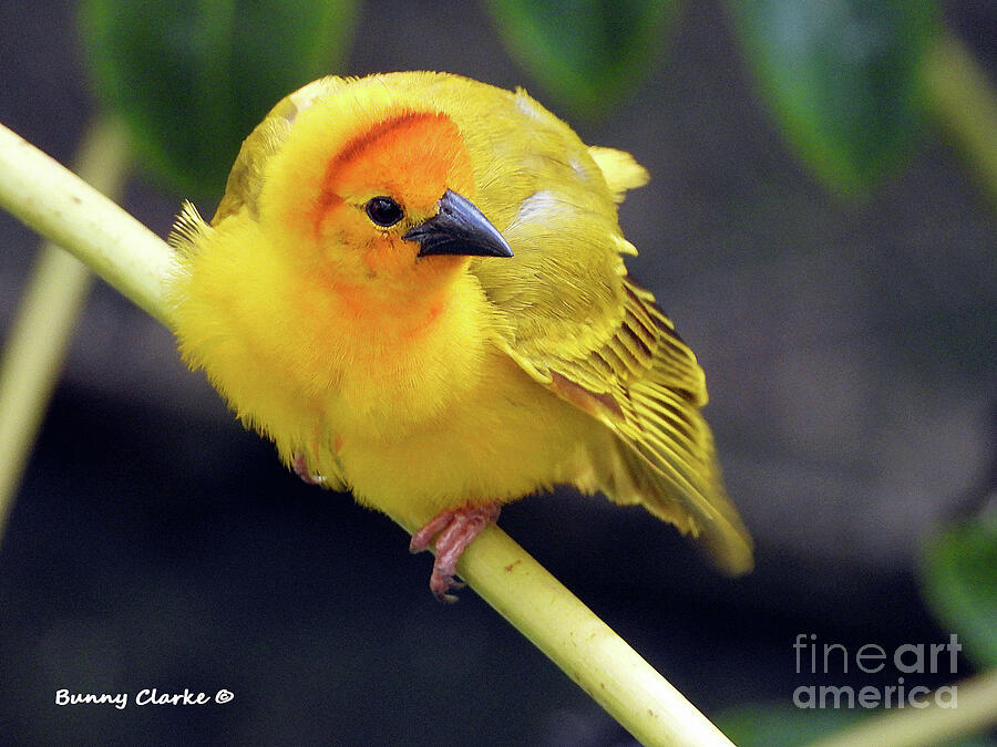 Wildlife Photograph - Male Orange Weaver by Bunny Clarke
