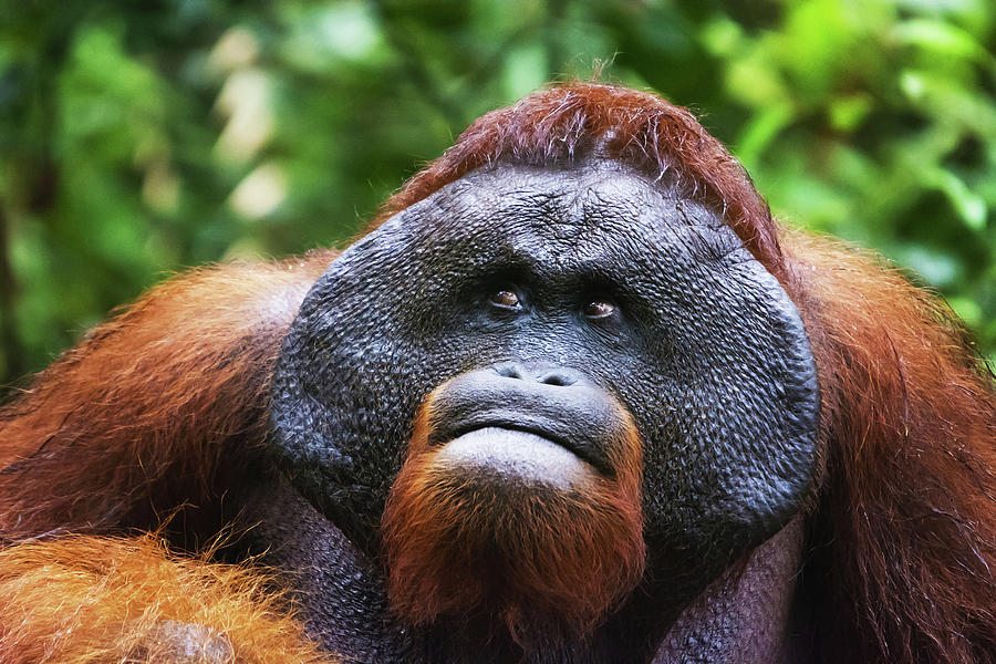 Male Orangutan, Indonesia Photograph by Chintamani Karambelkar - Fine ...