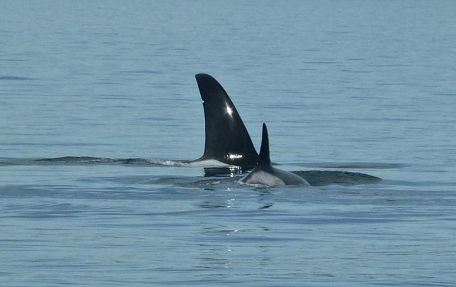 Male Orca  and Calf Photograph by Amelia Racca