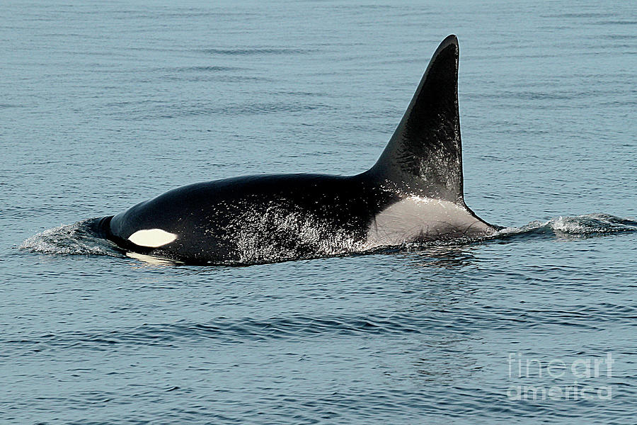 Whale Photograph - Male Orca Killer Whale In Monterey Bay  Nov. 2012 by Monterey County Historical Society