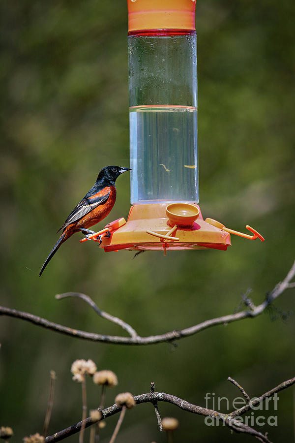 Male Orchard Oriole at Hummingbird Feeder Photograph by Nikki Vig