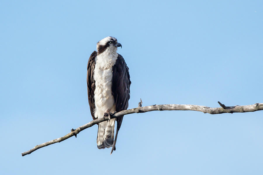 Male Osprey 01 Photograph by Judy Tomlinson - Fine Art America