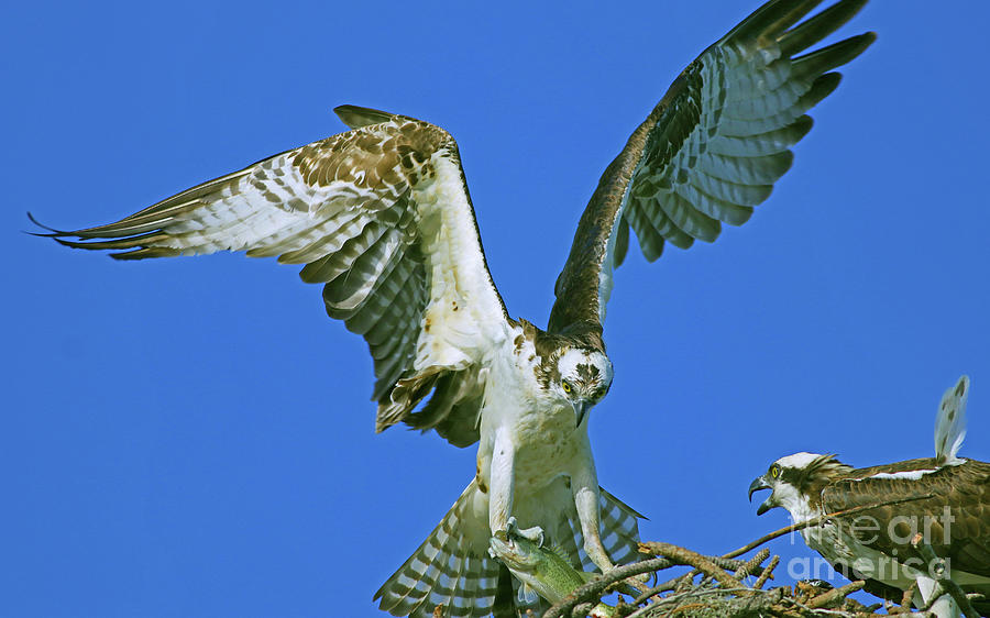 Male Osprey presenting Bass to Female at nest Photograph by Larry Nieland