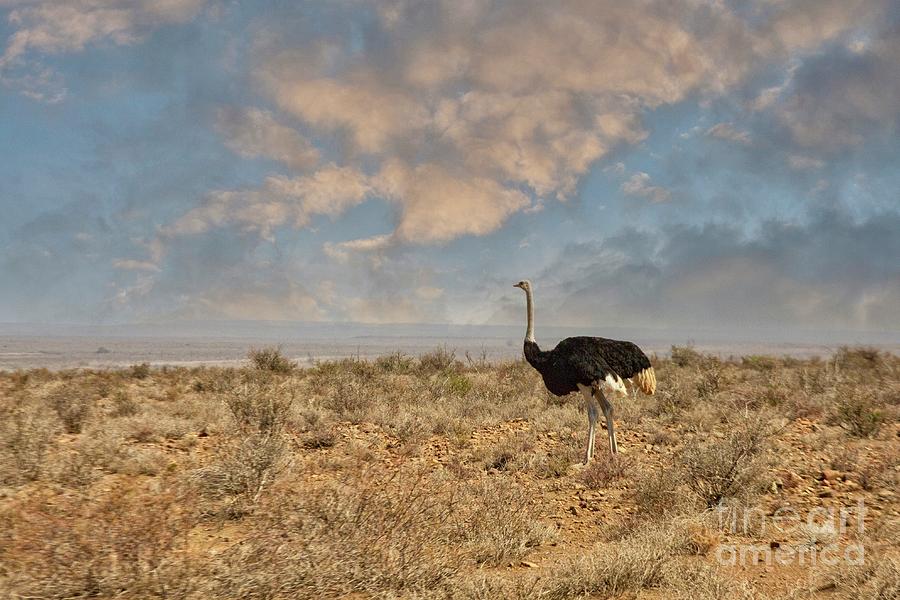 Male ostrich walking in the Karoo, South Africa Photograph by Patricia Hofmeester