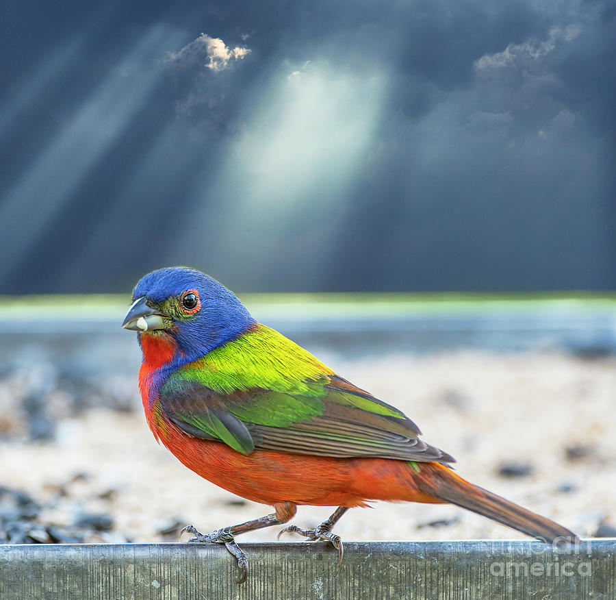 Male Painted Bunting Photograph by Bonnie Barry