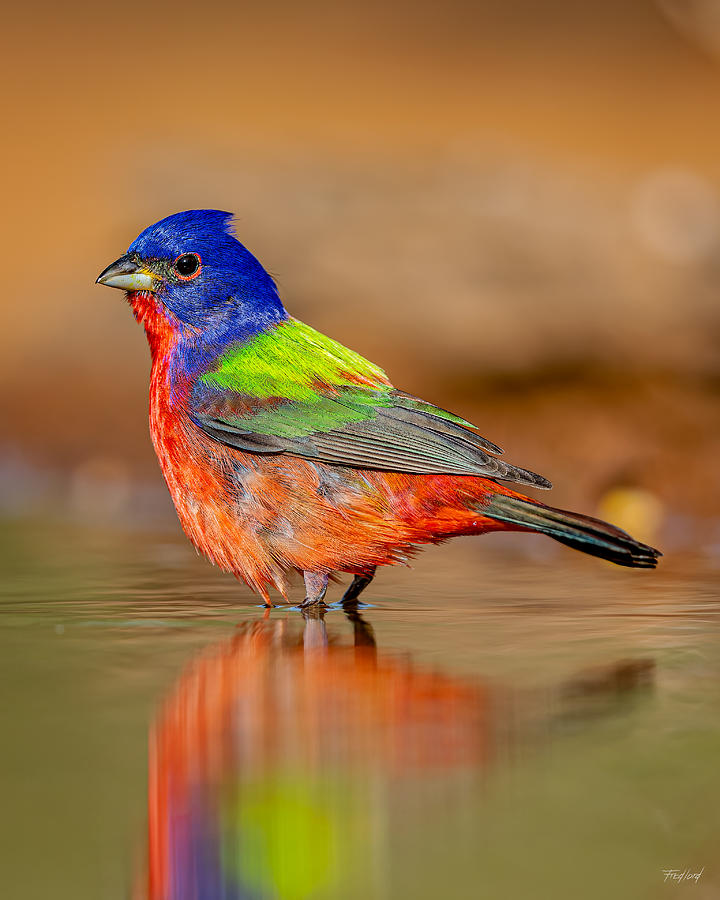 Male Painted Bunting Photograph by Fred J Lord