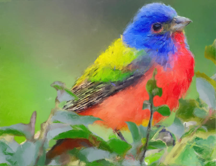 Male Painted Bunting Painting by Gary Arnold