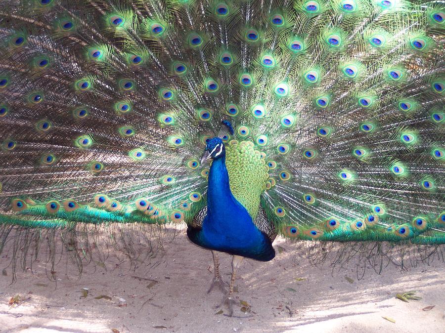 Male Peacock Photograph by Marlene Challis - Fine Art America